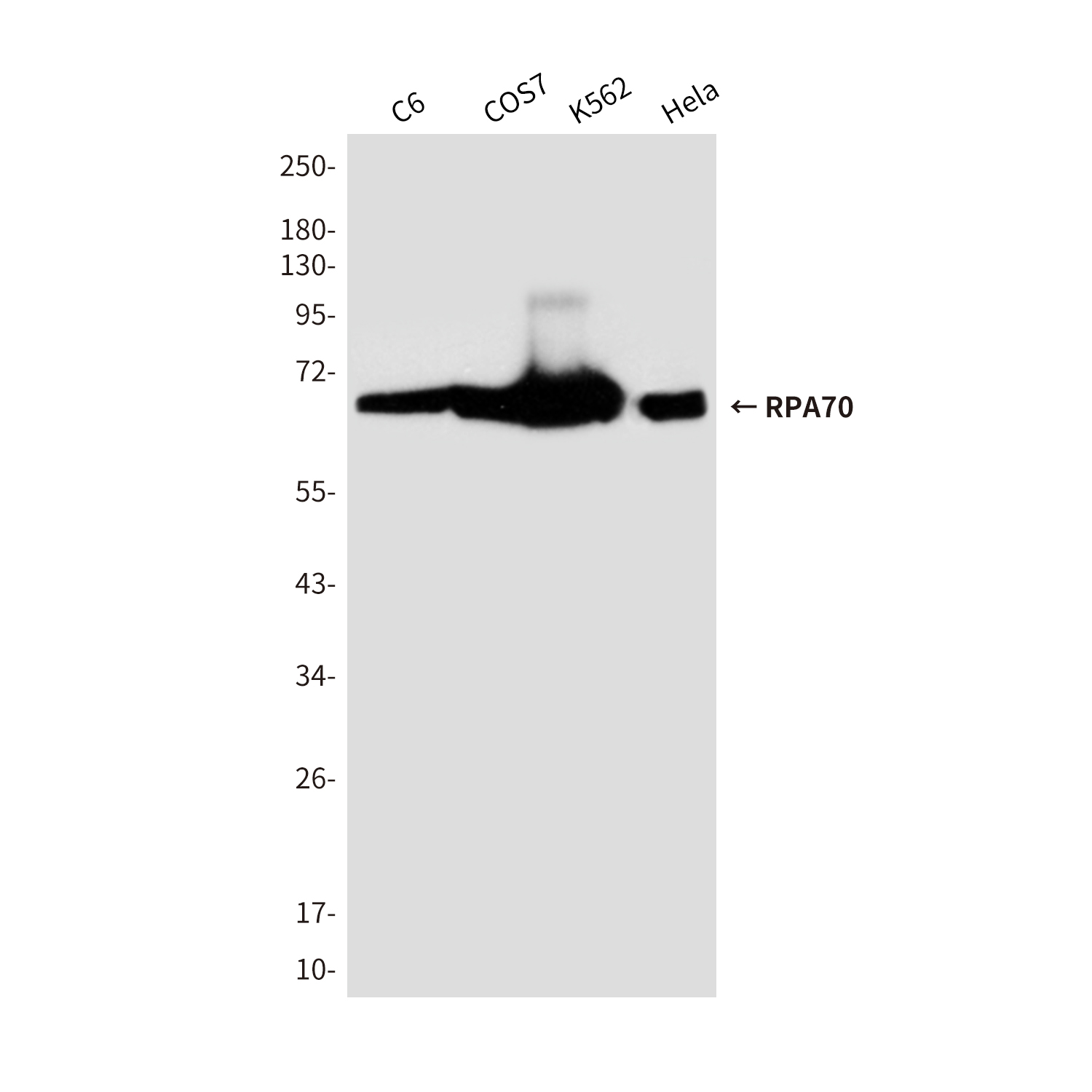 Mouse Monoclonal Antibody to RPA70