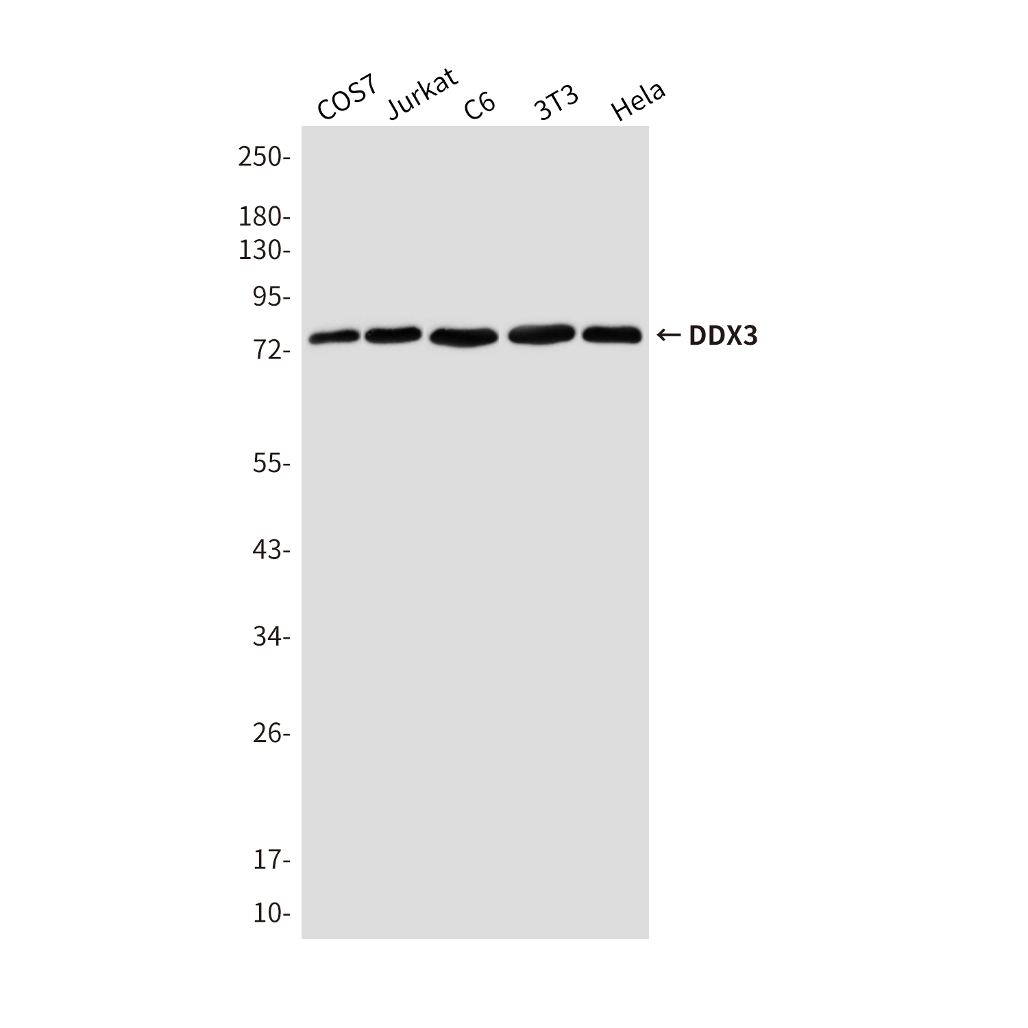 Mouse Monoclonal Antibody to DDX3