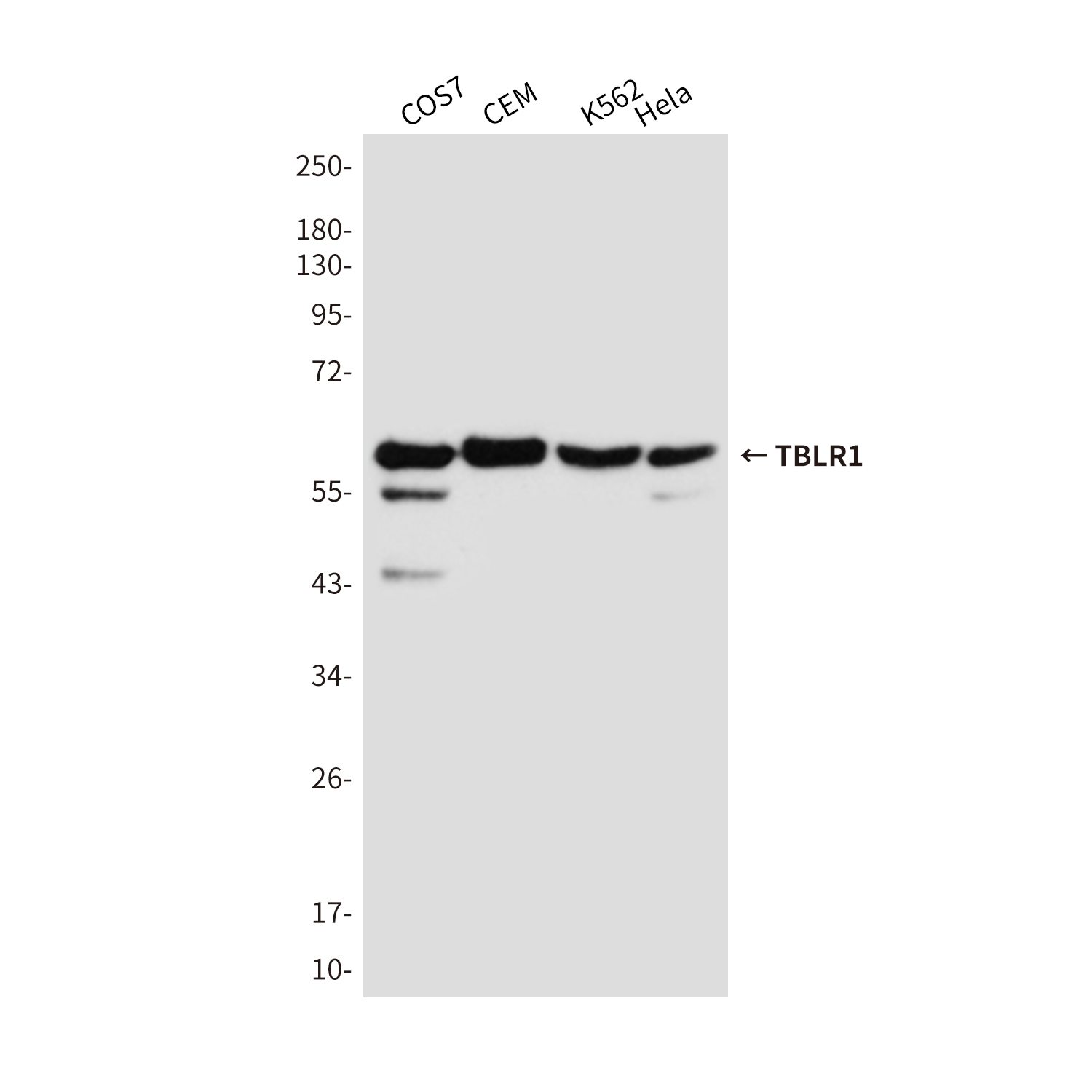 Mouse Monoclonal Antibody to TBLR1