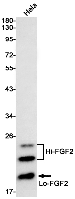 Rabbit Monoclonal Antibody to FGF2