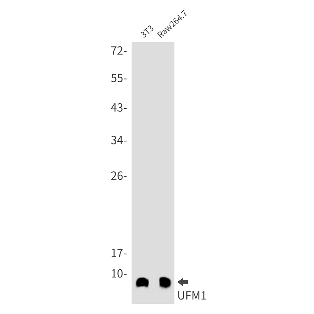 Rabbit Monoclonal Antibody to UFM1