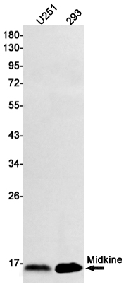 Rabbit Monoclonal Antibody to Midkine