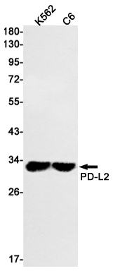 Rabbit Monoclonal Antibody to PD L2