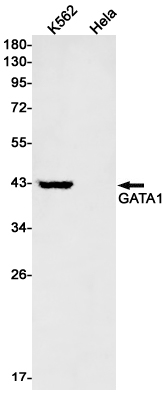 Rabbit Monoclonal Antibody to GATA1
