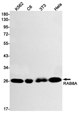 Rabbit Monoclonal Antibody to Rab8A
