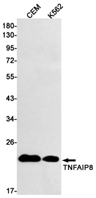 Rabbit Monoclonal Antibody to TNFAIP8