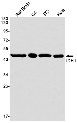 Rabbit Monoclonal Antibody to IDH1