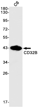 Rabbit Monoclonal Antibody to CD32B