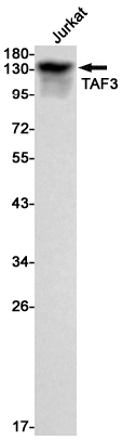 Rabbit Monoclonal Antibody to TAF3