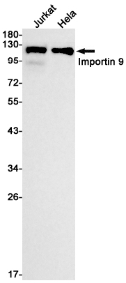 Rabbit Monoclonal Antibody to Importin 9