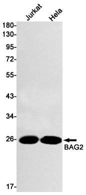 Rabbit Monoclonal Antibody to BAG2