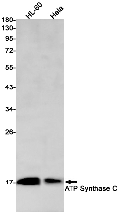 Rabbit Monoclonal Antibody to ATP Synthase C