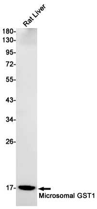 Rabbit Monoclonal Antibody to MGST1