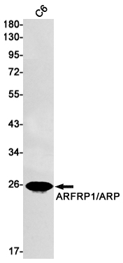 Rabbit Monoclonal Antibody to ARFRP1
