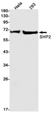 Rabbit Monoclonal Antibody to SHP2