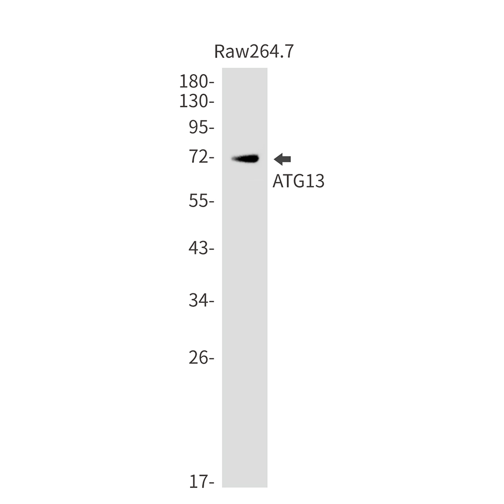 Rabbit Monoclonal Antibody to ATG13