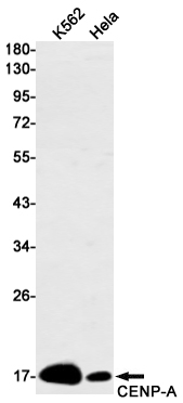 Rabbit Monoclonal Antibody to CENPA