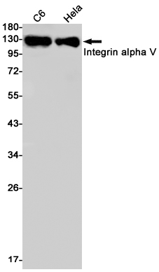 Rabbit Monoclonal Antibody to Integrin alpha V