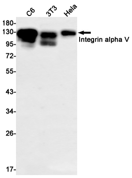 Rabbit Monoclonal Antibody to Integrin alpha V