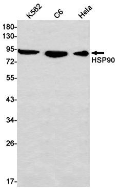 Rabbit Monoclonal Antibody to Hsp90 alpha