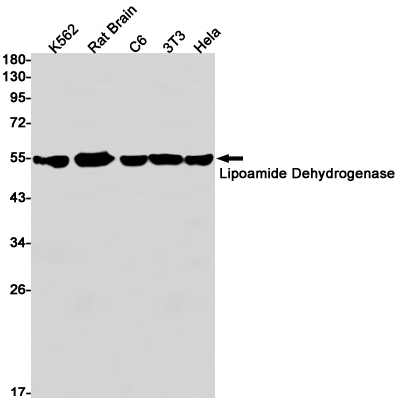 Rabbit Monoclonal Antibody to Lipoamide Dehydrogenase
