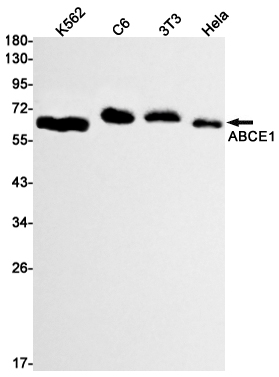 Rabbit Monoclonal Antibody to ABCE1