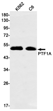 Rabbit Monoclonal Antibody to PTF1A