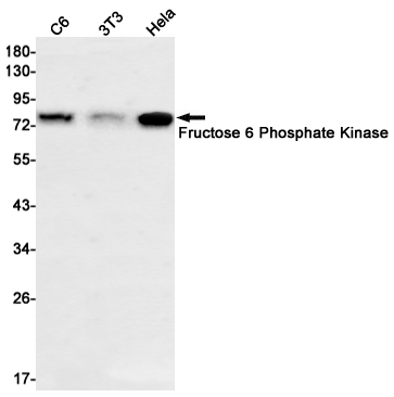 Rabbit Monoclonal Antibody to Fructose 6 Phosphate Kinase