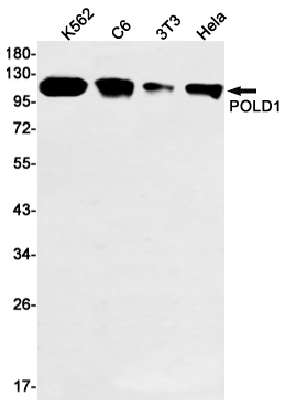 Rabbit Monoclonal Antibody to POLD1