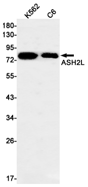 Rabbit Monoclonal Antibody to ASH2L