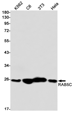 Rabbit Monoclonal Antibody to Rab5C