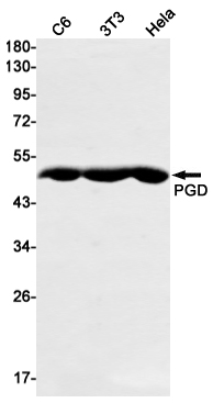 Rabbit Monoclonal Antibody to PGD
