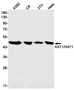 Rabbit Monoclonal Antibody to KAT1