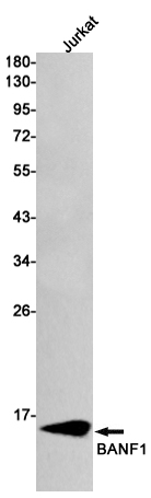 Rabbit Monoclonal Antibody to BANF1