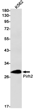 Rabbit Monoclonal Antibody to Pirh2