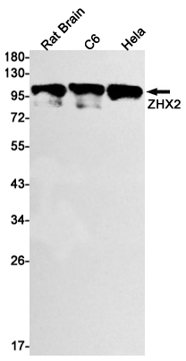Rabbit Monoclonal Antibody to ZHX2