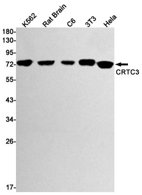 Rabbit Monoclonal Antibody to CRTC3