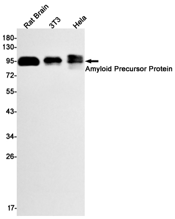 Rabbit Monoclonal Antibody to Amyloid Precursor Protein