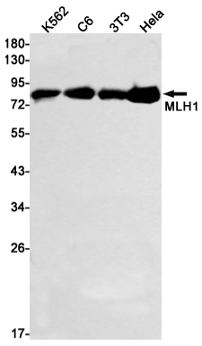 Rabbit Monoclonal Antibody to MLH1