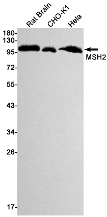Rabbit Monoclonal Antibody to MSH2