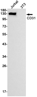 Rabbit Monoclonal Antibody to CD31