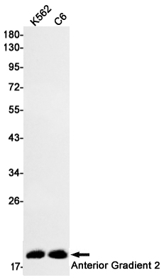 Rabbit Monoclonal Antibody to Anterior Gradient 2