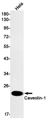 Rabbit Monoclonal Antibody to Caveolin 1