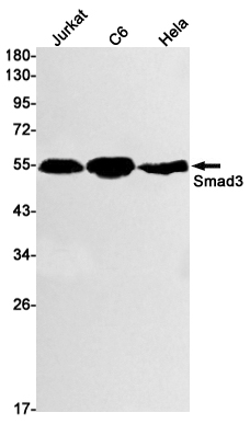 Rabbit Monoclonal Antibody to Smad3