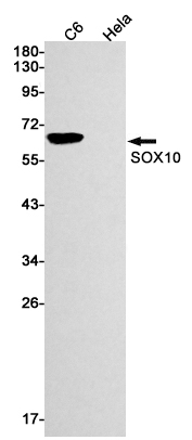 Rabbit Monoclonal Antibody to SOX10