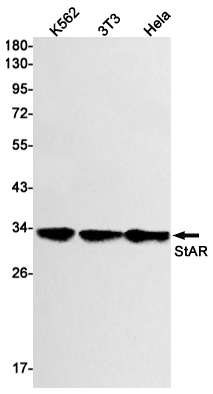 Rabbit Monoclonal Antibody to StAR