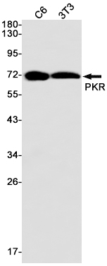 Rabbit Monoclonal Antibody to PKR