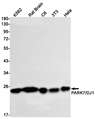 Rabbit Monoclonal Antibody to PARK7/DJ1