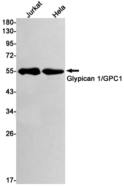 Rabbit Monoclonal Antibody to Glypican 1
