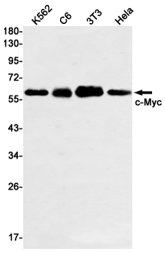 Rabbit Monoclonal Antibody to c-Myc